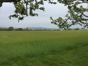 Blick auf den Taunus Blick auf den Taunus